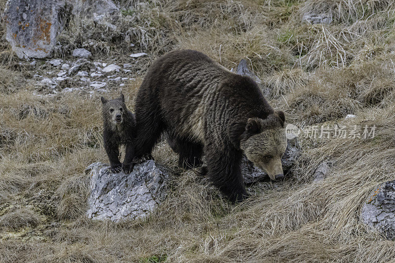 灰熊(Ursus arctos horbilis)，也被称为北美棕熊或简称为灰熊，是居住在北美的棕熊的一个种群或亚种。黄石国家公园，怀俄明州。熊妈妈和小熊们。